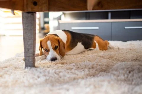 Beagle dog tired lying down under a table on the carpet floor. Stock Photos