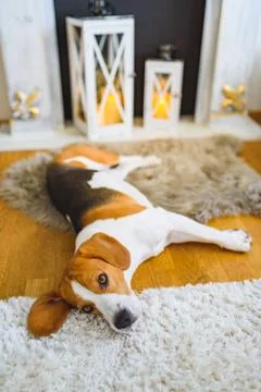 Beagle dog tired lying down on the carpet floor. Stock Photos
