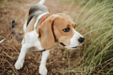 Beagle dog tracking Fotos de archivo