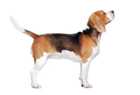 Beagle dog trained to stand for a dog show Stock Photos