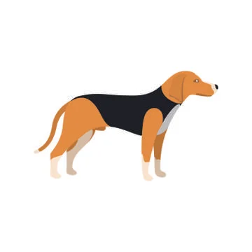 Beagle Dog - Vector color serious dog Beagle breed standing Stock Illustration