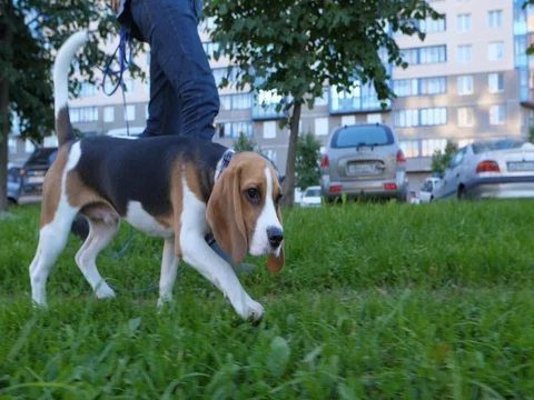 Beagle dog walk near owner legs, smooth slow motion tracking shot Stock Footage
