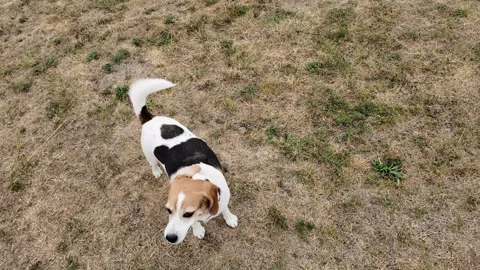 The beagle dog walking on dry grass from an aerial perspective Stock Footage 342879161