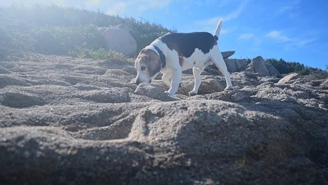 Beagle dog walks through the reef Stock Footage 105077104