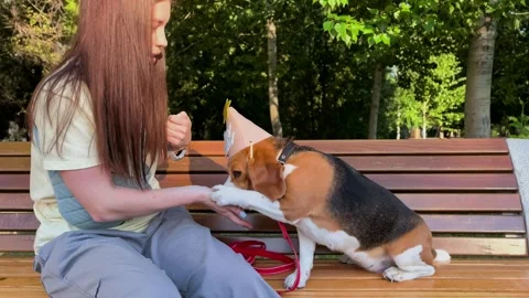 Beagle dog wearing a party hat gives its paw to a female owner outdoors, pet Stock Footage 341939985