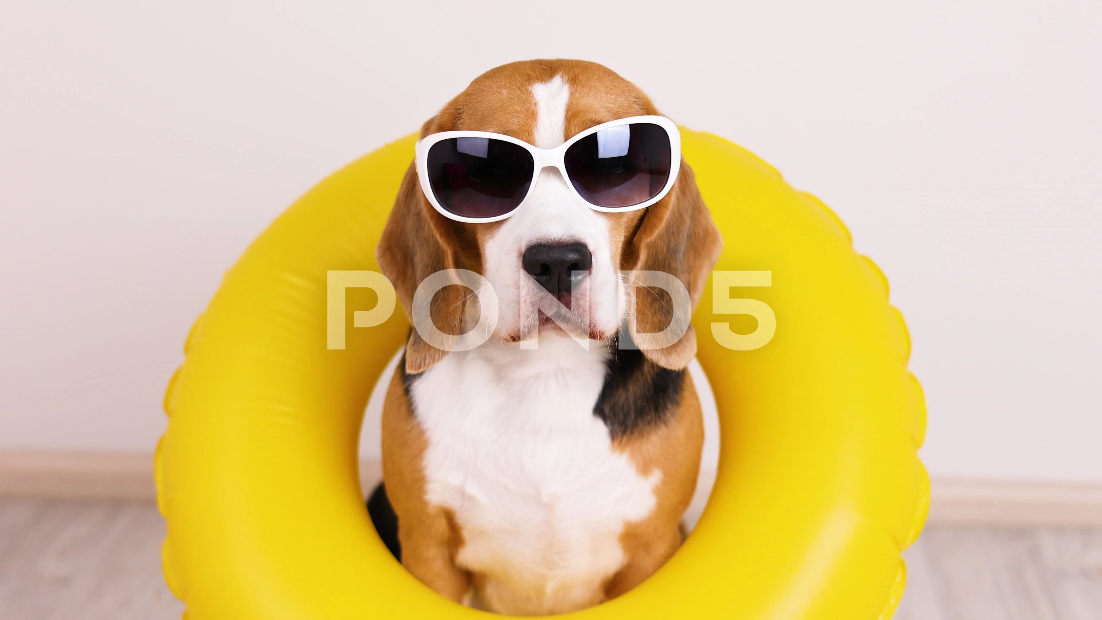 Beagle sunglasses outlet