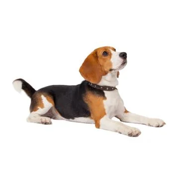 Beagle dog on white background Stock Photos