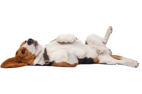 Beagle dog on white background Stock Photos