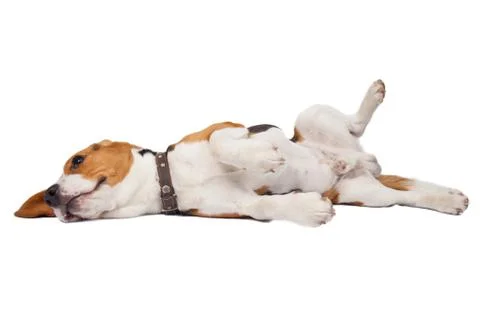 Beagle dog on white background Stock Photos