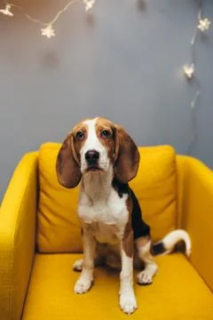 Beagle dog on yellow chair Stock Photos