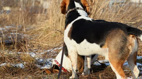 Beagle dogs playing Stock Footage 1078799