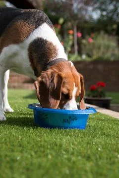 Beagle drinking from bowl Foto stock