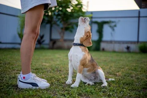Beagle eagerly interacts with owner in lush green yard during golden hour magic Stock Photos