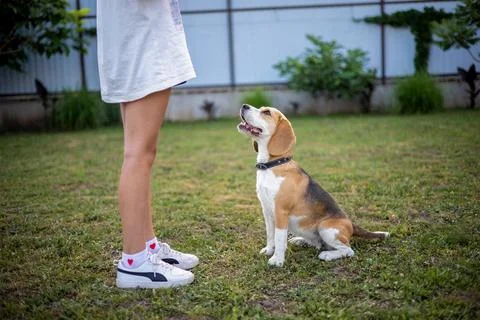 Beagle eagerly waiting for commands from its owner in a sunny backyard Stock Photos
