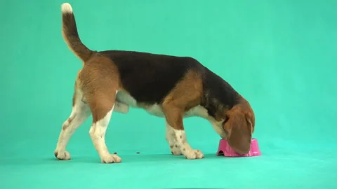 Beagle eats food on a green background 스톡 동영상 89524160