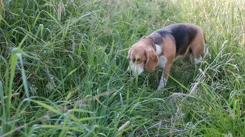 Beagle eats green grass Stock Footage 77777627