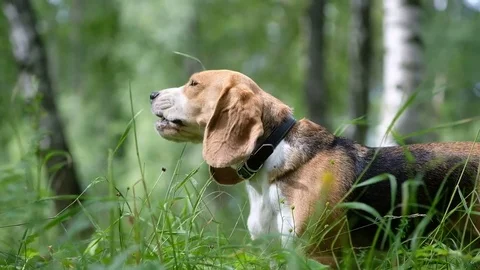 The Beagle eats the green grass in the forest Stock Footage 78578742