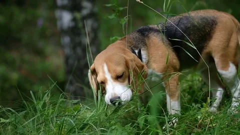 The Beagle eats the green grass in the forest Stock Footage 78578775