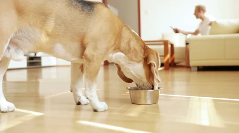Beagle enjoying its lunch while its master enjoying some movie Stock Footage 53669197