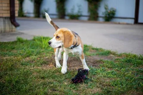 Beagle exploring the backyard on a sunny day, enjoying playtime with a favorite Stock Photos