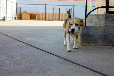 Beagle exploring a sunny yard with curious confidence in a vibrant outdoor Stock Photos