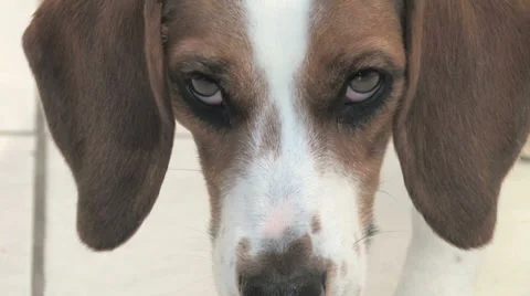 Beagle Eyes 库存影片 38552189