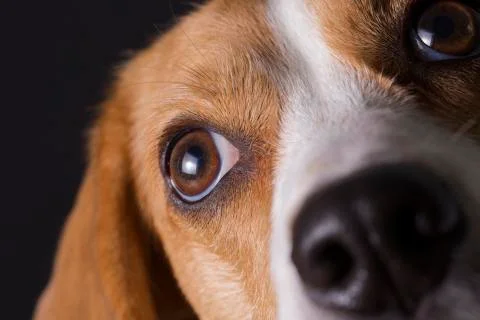 Beagle eyes macro Stock Photos
