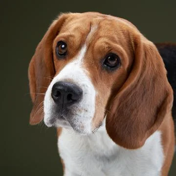 Beagle Face Close-Up on Green Background Stock Photos