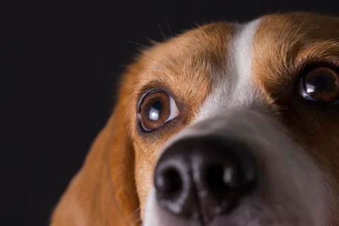 Beagle face macro Stock Photos