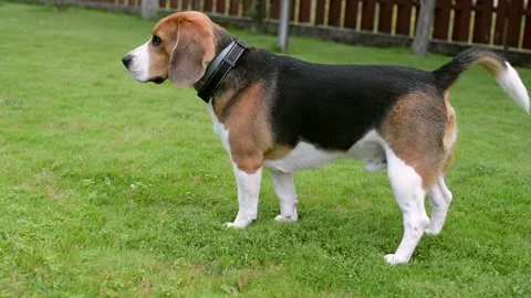 Beagle Stock Footage 208120727