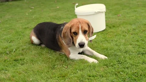 Beagle Stock Footage 208120950