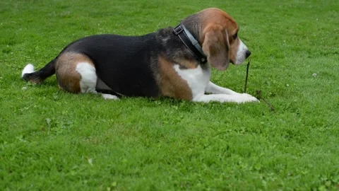 Beagle Stock Footage 208120953