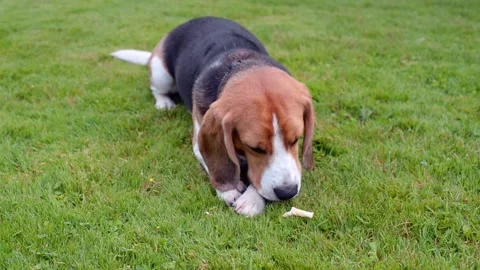 Beagle Stock Footage 208120956