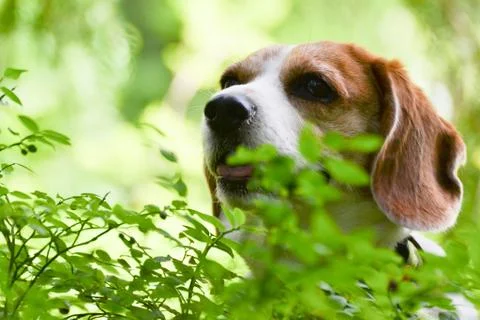 Beagle in forest 库存照片