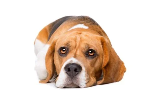 Beagle in front of white background Stock Photos