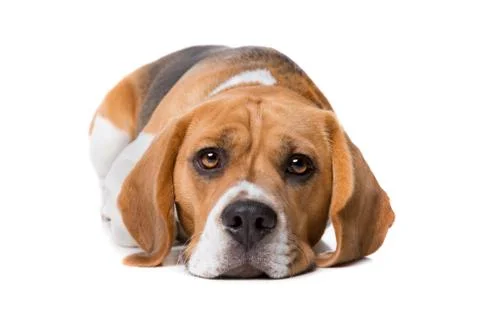 Beagle in front of white background Stock Photos