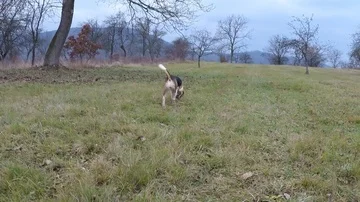 Beagle in garden Stock Footage 85753006