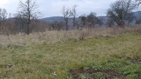 Beagle in garden Stock Footage 85753427