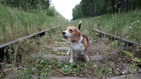 The Beagle goes and gets a stick Stock Footage 77779199