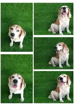 The beagle in the grass Stock Photos