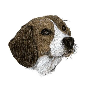 Beagle hand drawn Stock Illustration