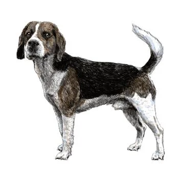 Beagle hand drawn Stock Illustration
