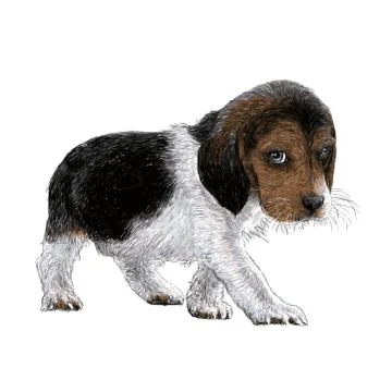 Beagle hand drawn Stock Illustration