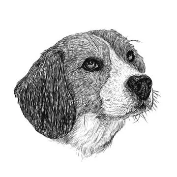 Beagle hand drawn イラスト素材