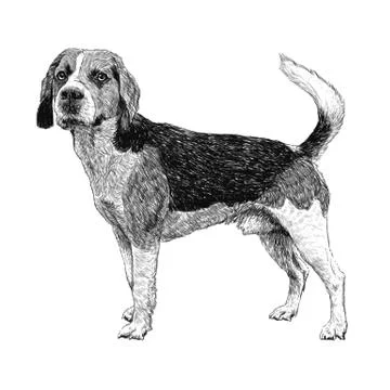 Beagle hand drawn イラスト素材