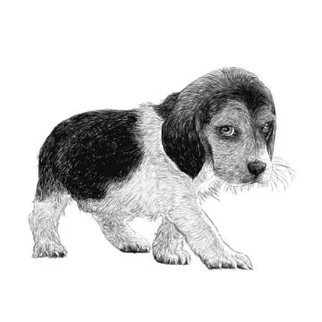 Beagle hand drawn Stock Illustration