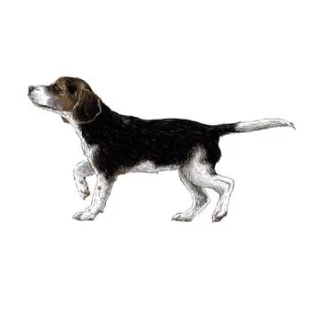 Beagle hand drawn Stock Illustration