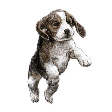 Beagle hand drawn イラスト素材