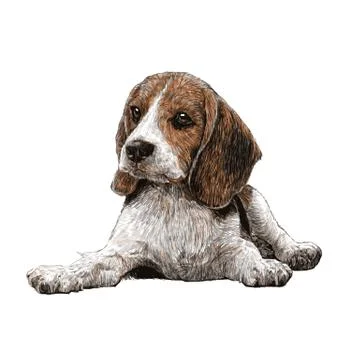 Beagle hand drawn イラスト素材