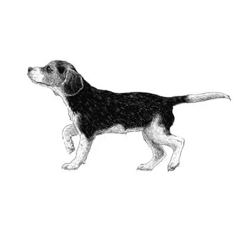 Beagle hand drawn 스톡 일러스트